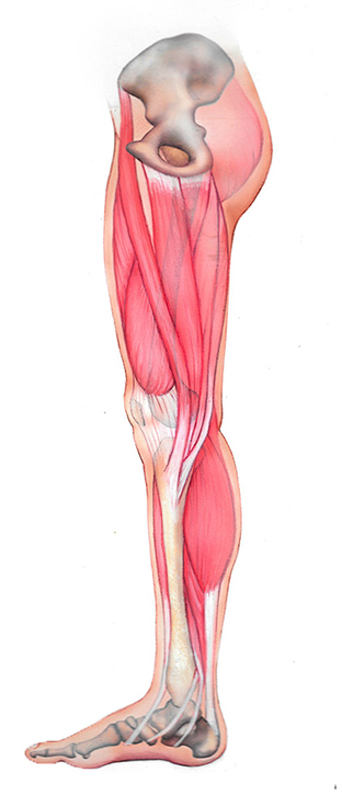 medial view of leg, anatomical illustration