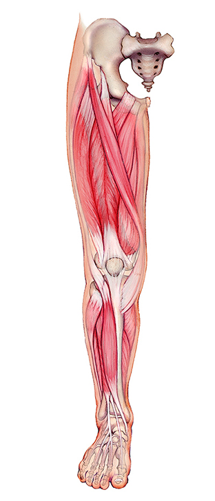 anterior leg, medical illustration