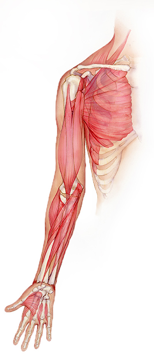 shoulder anatomical illustration